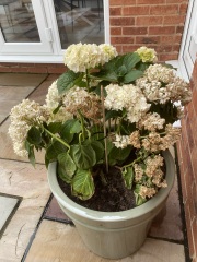 Miniature hydrangea plant has died 