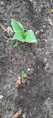 I bought 160 bare root  perennials for £40!