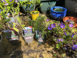 What have you done in the garden today? Part 2