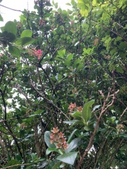 Plant id