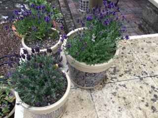 Why is my lavender browning?