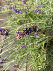 Why is my lavender browning?