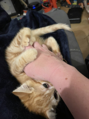 A Very Great Quantity Of Excellent Cats
