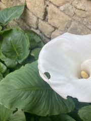 What is eating my flowers, please?