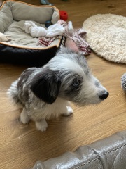 Border Collie Question