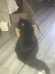 A Very Great Quantity Of Excellent Cats