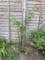 Feeling upset that neighbour cut down all my roses in the garden while on holiday