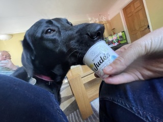 Puppy survival thread part 2