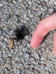 I'm starting saxenda this week. 