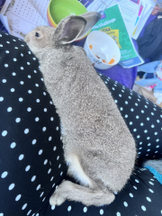 Trusting gosling rescued (with photo)