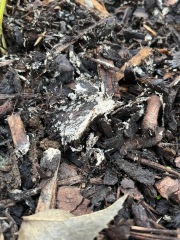 What is this powdery residue in flower beds?