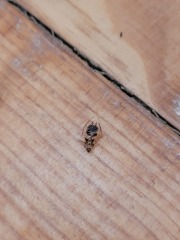 Is this a bed bug?