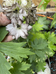 Pamela thread 5 - Bile Duct Cancer, chemo begins