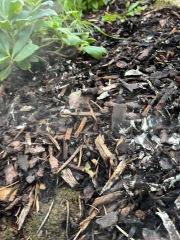 What is this powdery residue in flower beds?