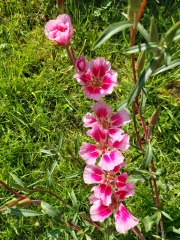 What have you done in the garden today? Part 2