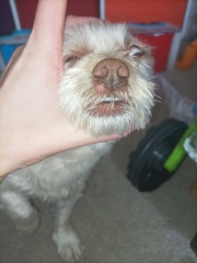 Anyone know what this is on my dog's nose?