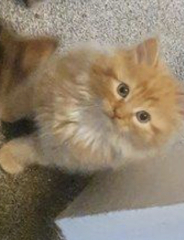 Name for little ginger boy kitten?