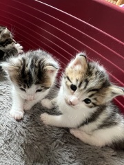 Cat just had kitten help