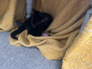 Cat adoption - what if you don't have a spare room?