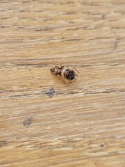 Is this a bed bug?