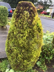 Is there anyway to save/ fix this shrub? 