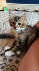 I love my cat too much is this normal 