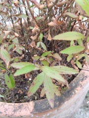 Please ID and advise
