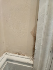 Damp on wall- what to do next?