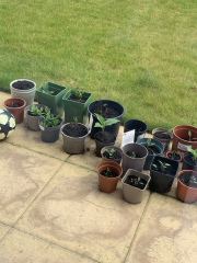 I bought 160 bare root  perennials for £40!