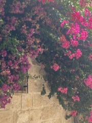 The Saxenda Sisterhood 