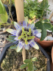 Pamela thread 3 - Bile Duct Cancer, off to London! 