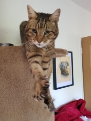 Thug cat part 5 - For he will not do destruction, if he is well-fed, neither will he spit without provocation.