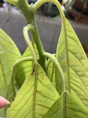 Avocado house  plant mealy bugs ? 