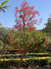 The Saxenda Sisterhood 