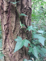 Pamela thread 5 - Bile Duct Cancer, chemo begins