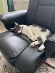 What is one thing you love about your cat?