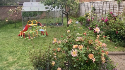 Feeling upset that neighbour cut down all my roses in the garden while on holiday