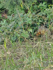 Summer holidays are coming, fledglings flying into the fun.