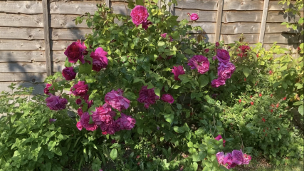 Feeling upset that neighbour cut down all my roses in the garden while on holiday
