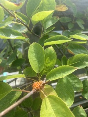 Spice Bush (Lindera Benzoin) - disease