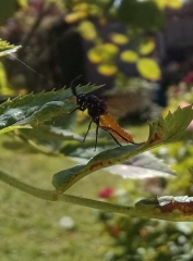 What kind of bugs are these?