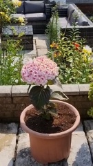 Hydrangea singolo