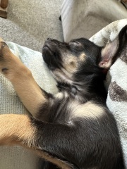 Please talk to me about the Puppy Blues