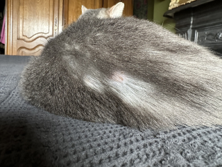 Cat has developed new bald/scabbed patch. 