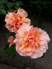 Rose Appreciation Thread