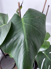 Is this house plant healthy?