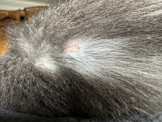 Cat has developed new bald/scabbed patch. 