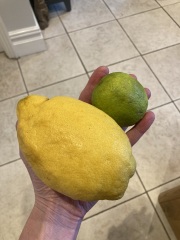 OMG my lemons!