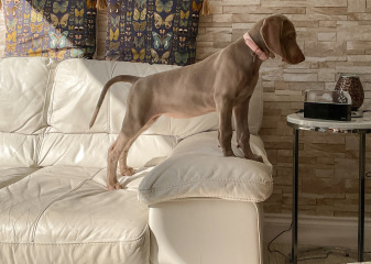 Puppy thread 2021 alumni, where are you now?
