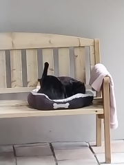 A Very Great Quantity Of Excellent Cats
